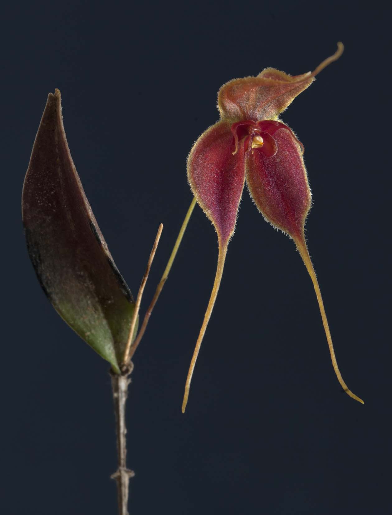 Lepanthes matamorosii 花朵与细长萼片尾部