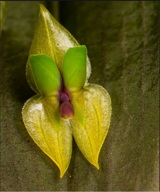 Lepanthes parmata 黄绿色花朵特写