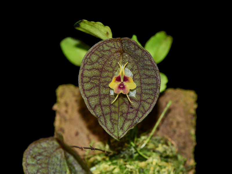 Lepanthes saltatrix 网纹叶与花朵
